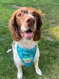 Dog bandana